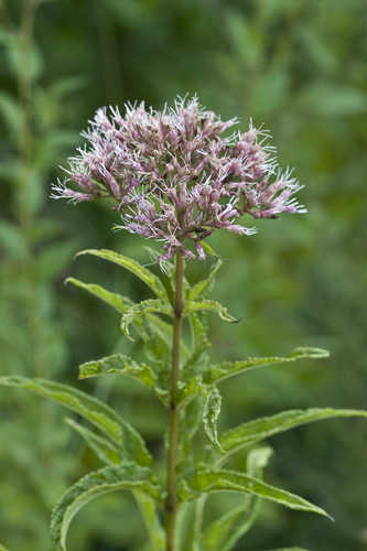 Eutrochium fistulosum #33